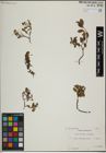 Foto von Salix herbacea L. x Salix lapponum L.